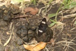 Подсемейство: Heliconiinae

	Триба: Acraeini

	Abananote