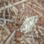 Abantis