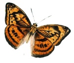 Подсемейство:  Limenitidinae

	Триба: Adoliadini

	Abrota