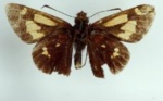 Acleros
