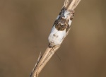 Lucida