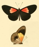 Altinote