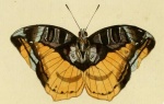 Cynandra