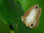Триба: Ragadiini

	Acrophtalmia