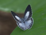 Acytolepis