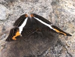 Триба: Limenitidini

	Adelpha