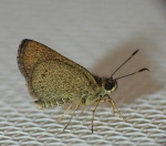 Adlerodea