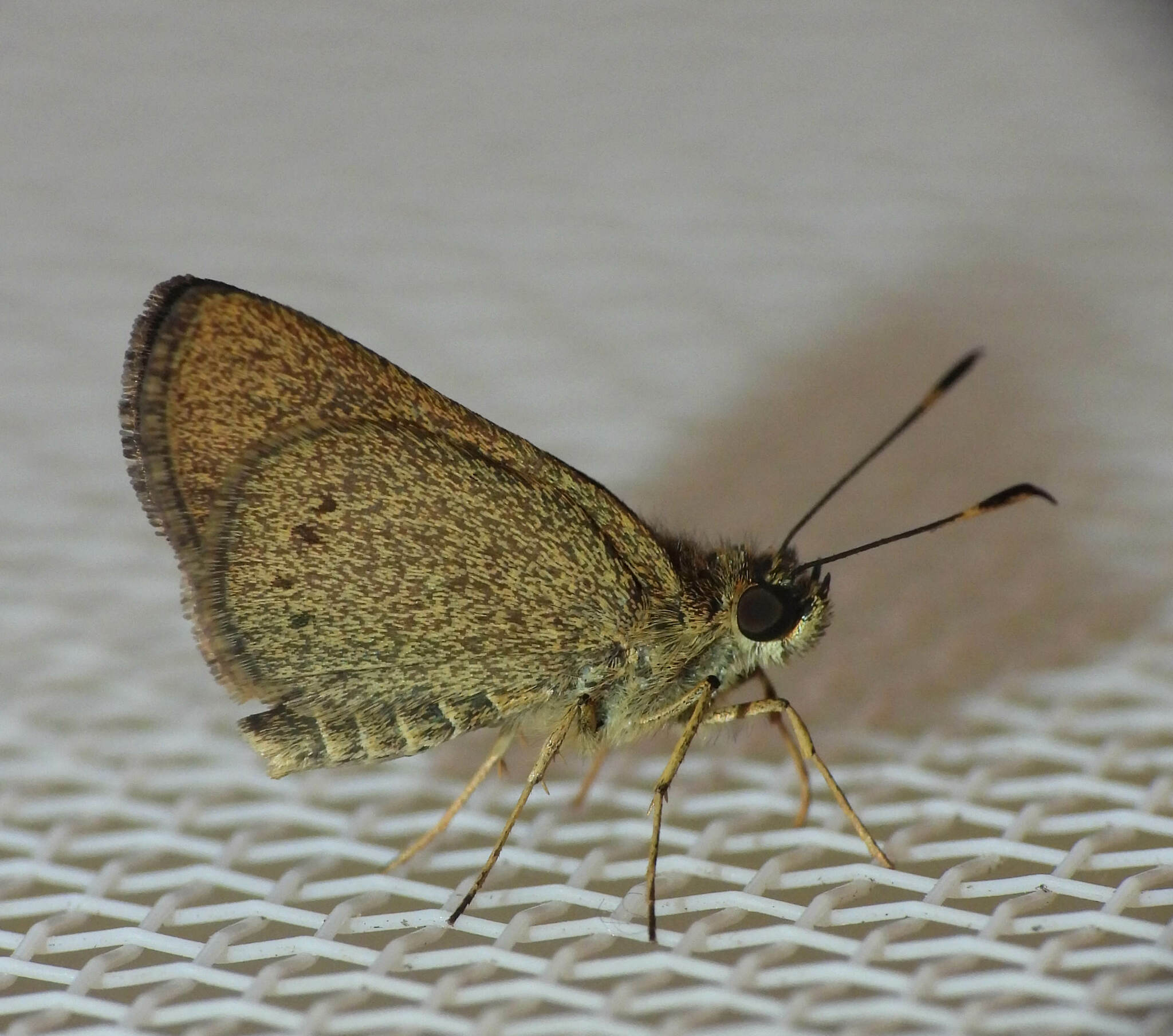 Adlerodea (Род)