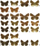 Staphylus