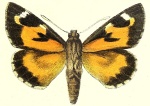 Подсемейство: Megathyminae

	Триба: Aegialini

	Aegiale