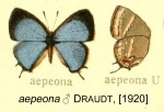 Hypostrymon