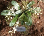 Mooreana