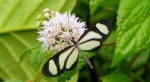 Подтриба:  Tithoreina

	Aeria
