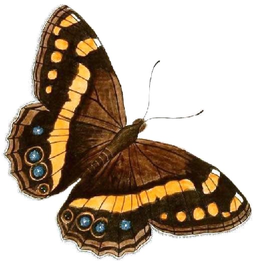 Aeropetes (Род)