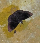 Aethilla