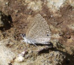 Pseudonacaduba