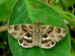 Tavetana
