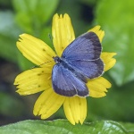 Zizeeria