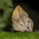 Kallimoides