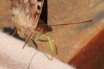 Doxocopa