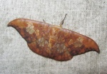Agnidra