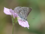 Albulina
