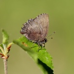 Триба: Eumaeini

	Ahlbergia