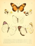 Pinacopteryx