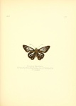 Entheus