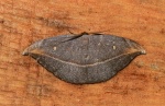 Albara