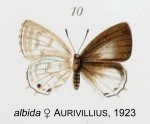 Cupidesthes