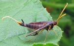 Alcathoe