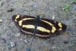 Aldania