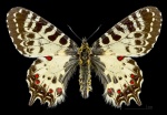 Триба: Zerynthini

	Allancastria