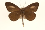 Подтриба:  Miletina

	Allotinus