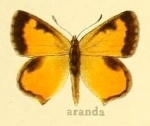 Подсемейство:  Theclinae

	Триба: Aphnaeini

	Aloeides