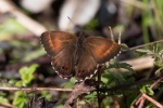 Platypthima