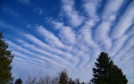Radiatus