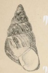 Metamorpha