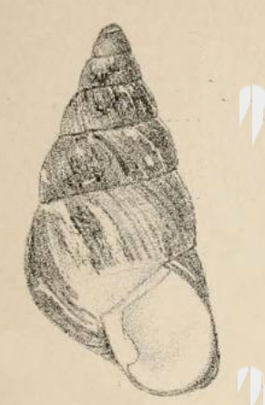Metamorpha (Род)