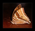 Amathusia