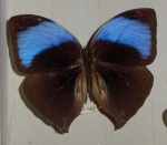 Amathuxidia