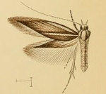 Chersogenes