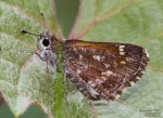 Amblyscirtes