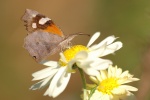 Libytheana