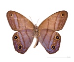 Chloreuptychia