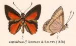Amphidecta