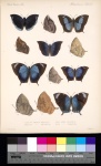 Подсемейство: Charaxinae

	Триба: Anaeini

	Anaea