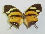 Consul
