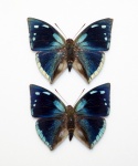 Polygrapha